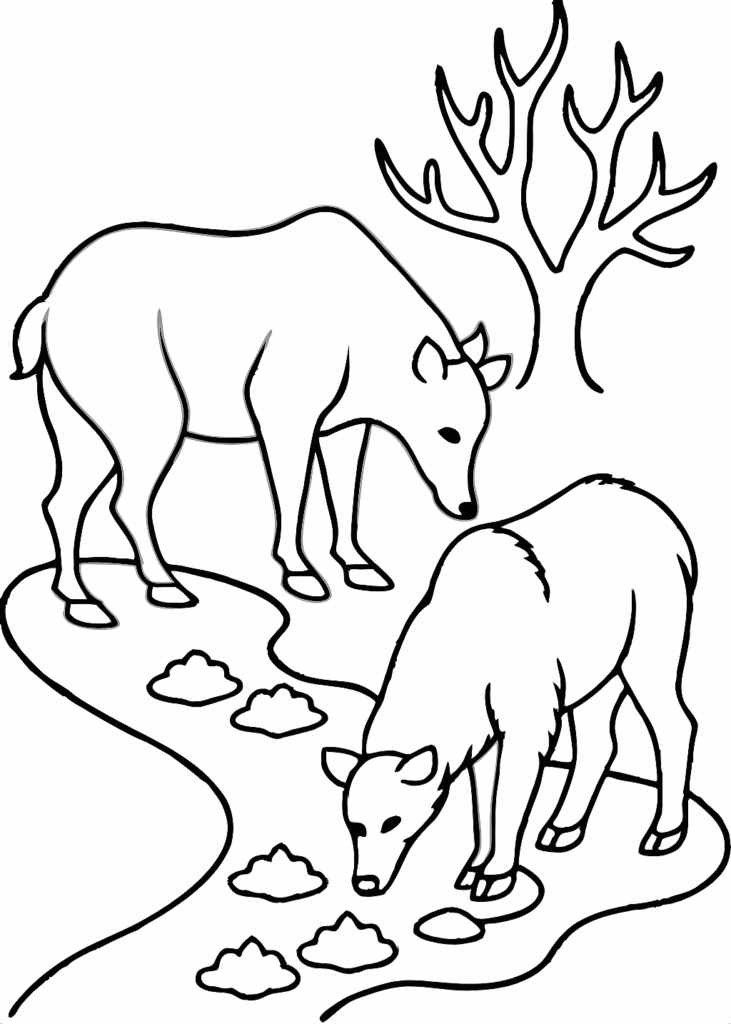 bear coloring page